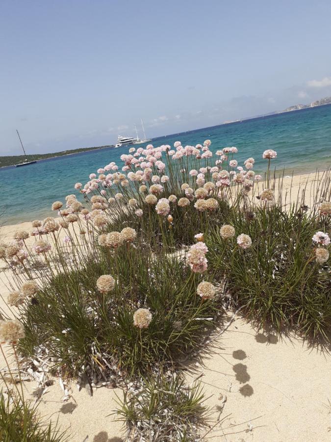 Gli Olivastri Con Piscina,Solarium, Vista Mare ,Sole -Mare E Tanta Natura ,Climatizzatore,Wifi Aglientu Dış mekan fotoğraf