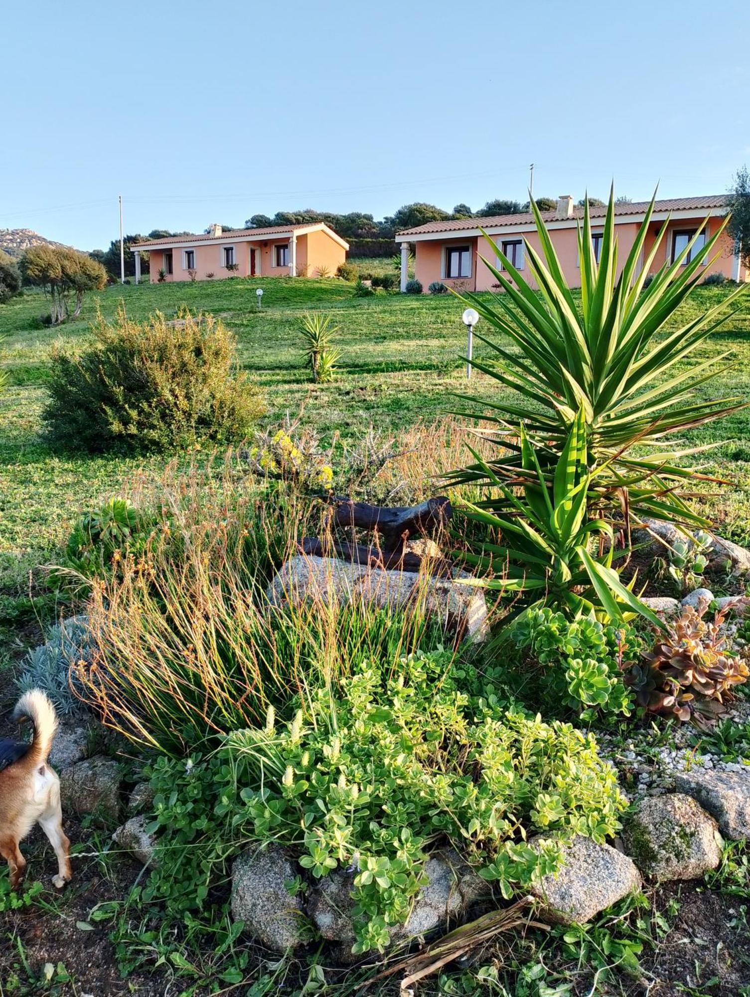 Gli Olivastri Con Piscina,Solarium, Vista Mare ,Sole -Mare E Tanta Natura ,Climatizzatore,Wifi Aglientu Dış mekan fotoğraf