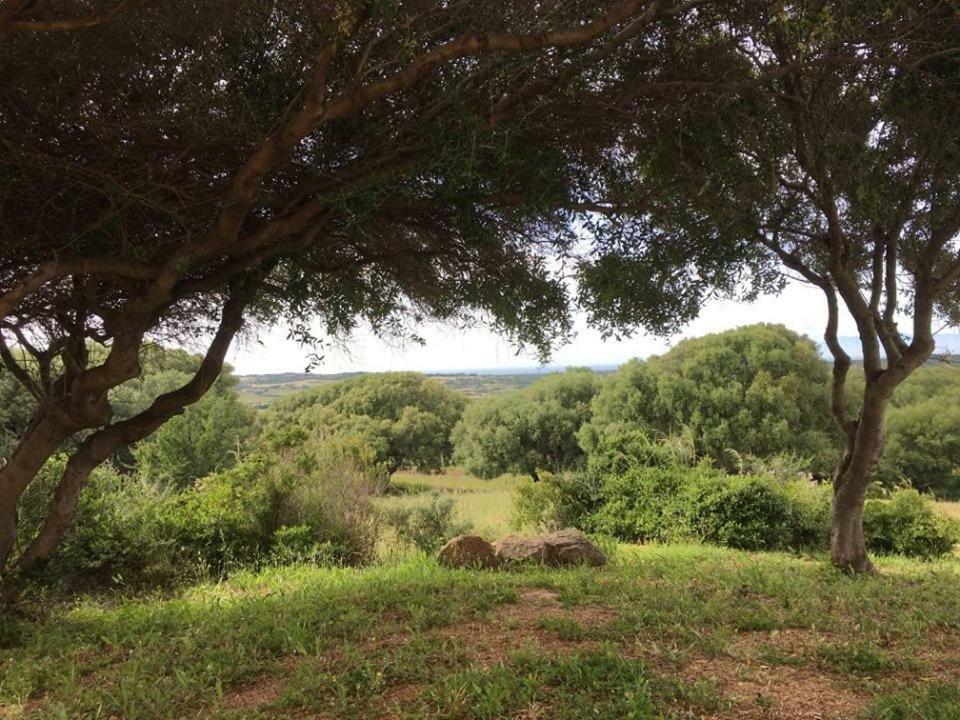 Gli Olivastri Con Piscina,Solarium, Vista Mare ,Sole -Mare E Tanta Natura ,Climatizzatore,Wifi Aglientu Dış mekan fotoğraf