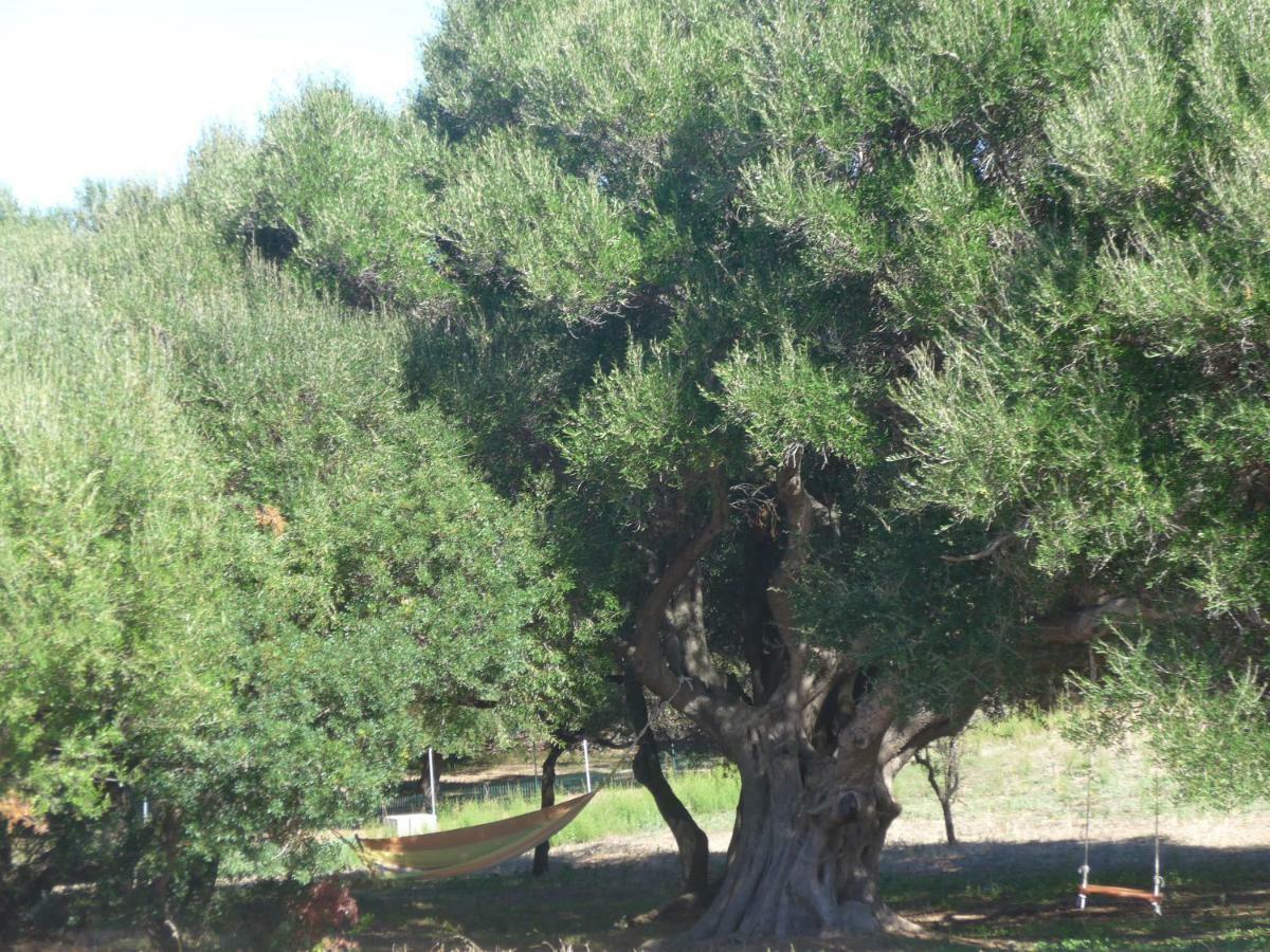 Gli Olivastri Con Piscina,Solarium, Vista Mare ,Sole -Mare E Tanta Natura ,Climatizzatore,Wifi Aglientu Dış mekan fotoğraf